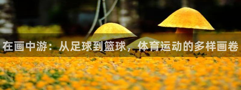 vsport体育官方平台体育：在画中游：从足球到篮球，体育运