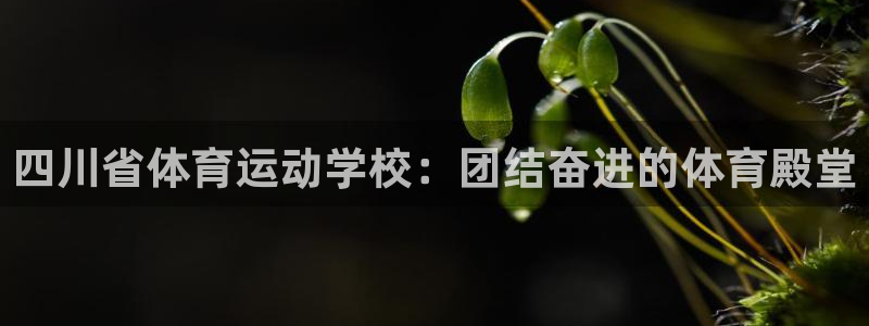 vsport体育官方正版app娱乐平台：四川省体育运